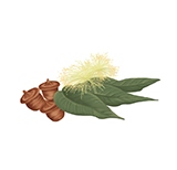 Eukalyptus radiata